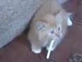 Smoking Cat