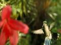 Beauty of Pollination