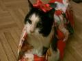 Christmas Cat Wrap