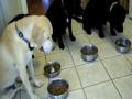 Dogs Say Grace Dogs Say Grace
