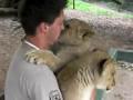 Sweet Hugs Lion Cubs