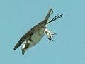 Osprey