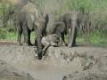 Baby Elephant Mud Bath