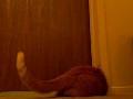 Cat Alarm Clock