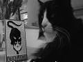 Tormented French Cat
