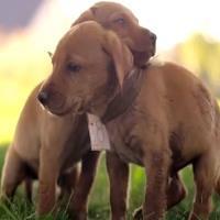 Cute Puppy Dog Race - Big Geek Daddy