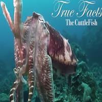 CuttleFish Facts