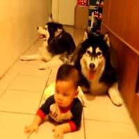 Husky Dogs And Crawling Baby