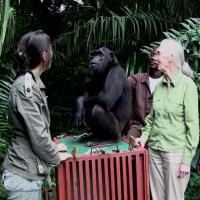 Jane Goodall Releases Chimpanzee