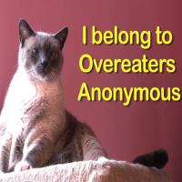 Cats Confess With No Shame - Big Geek Daddy
