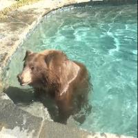 Mama Bear And Cubs Play In Pool