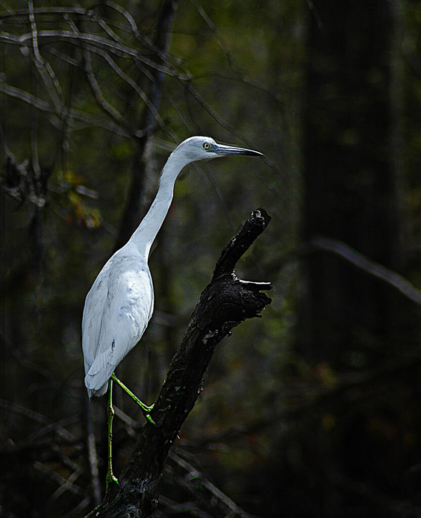 A white bird photographed on the Withlacoochee River in Florida, USA. Photo by Dick Pratt