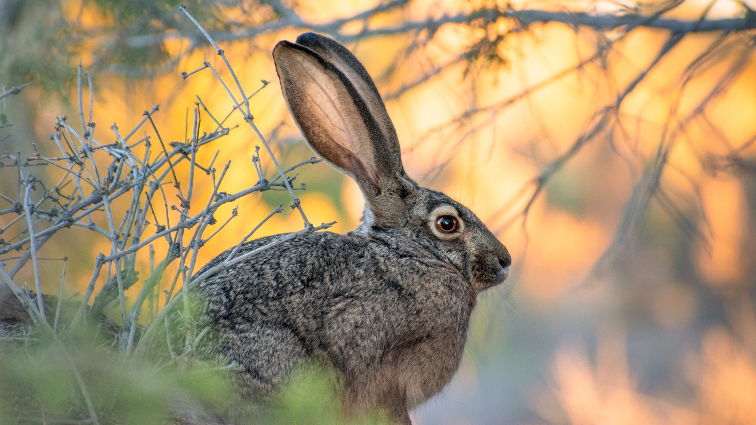Black-tailed jackrabbit or American desert hare. Photo by Steve Harvey
