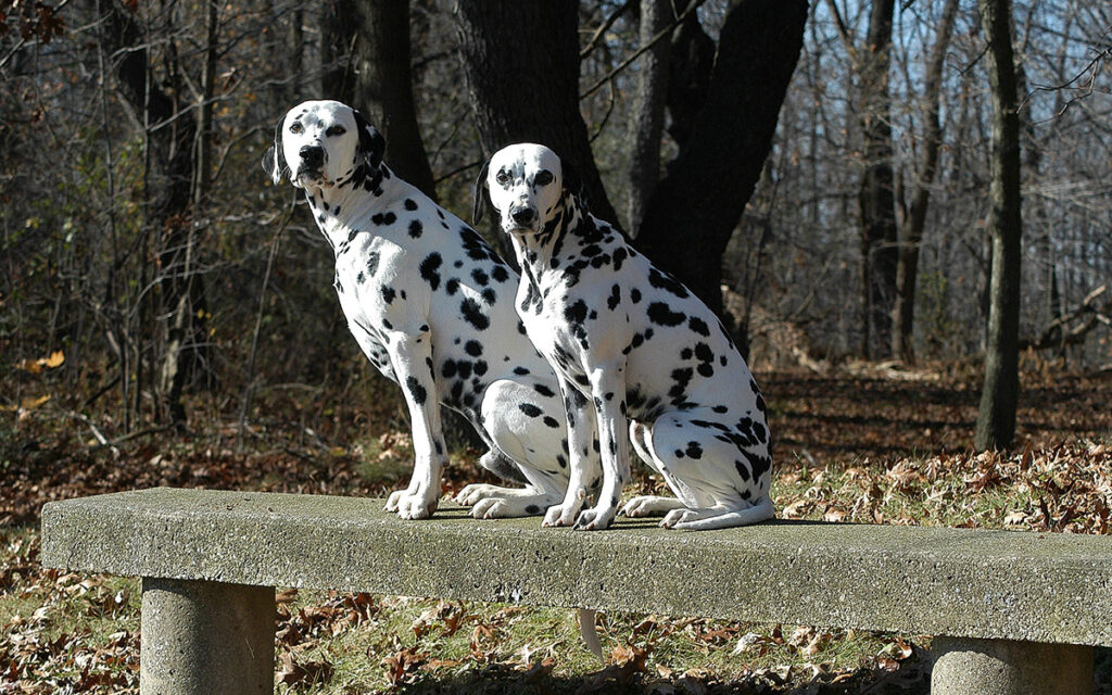 Dalmatians on a park bench. Akron, Ohio, USA. Photo by Dick Pratt