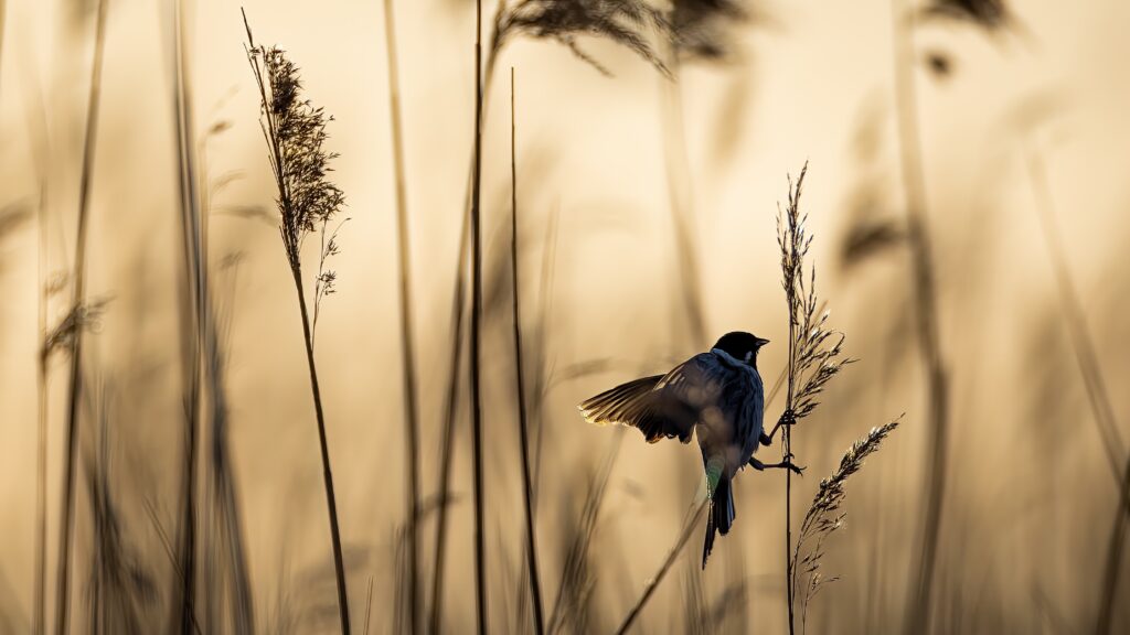 A small bird in The Netherlands. Photo by Vincent van Zalinge