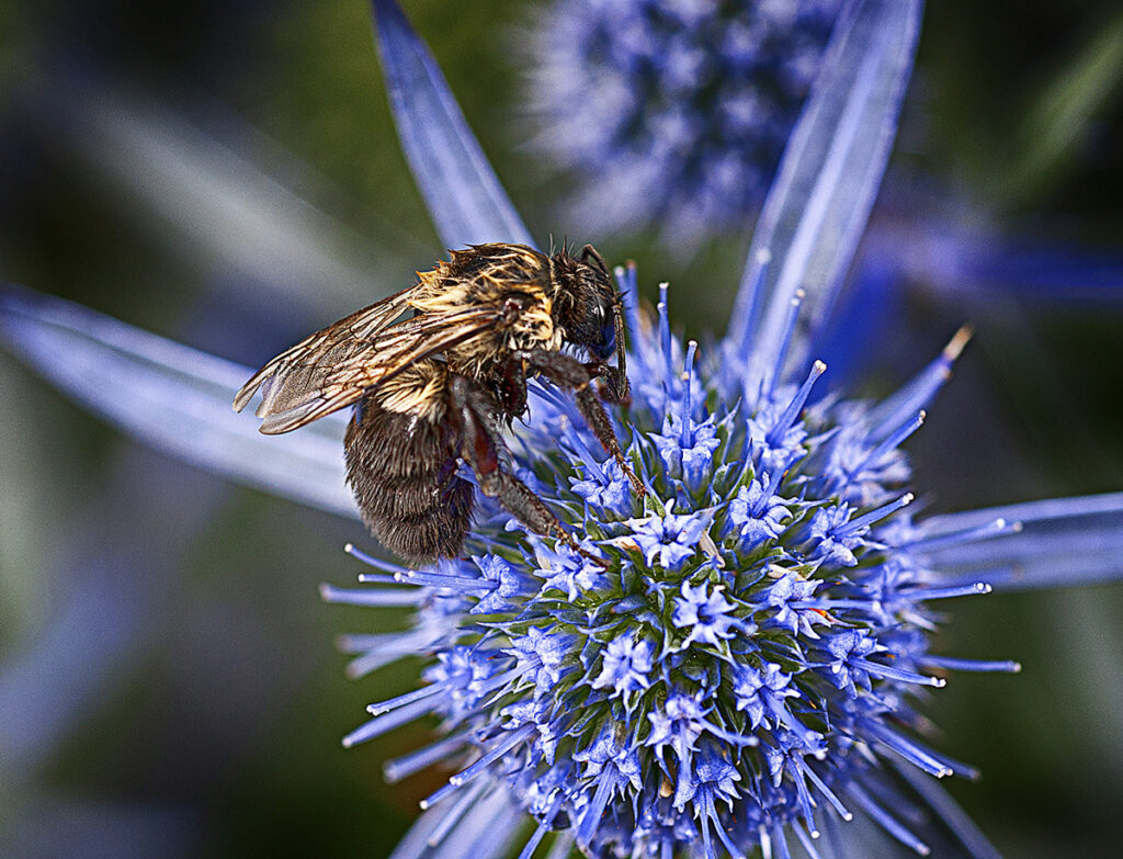 A bee on a flower. Akron, Ohio, USA. Photo by Dick Pratt