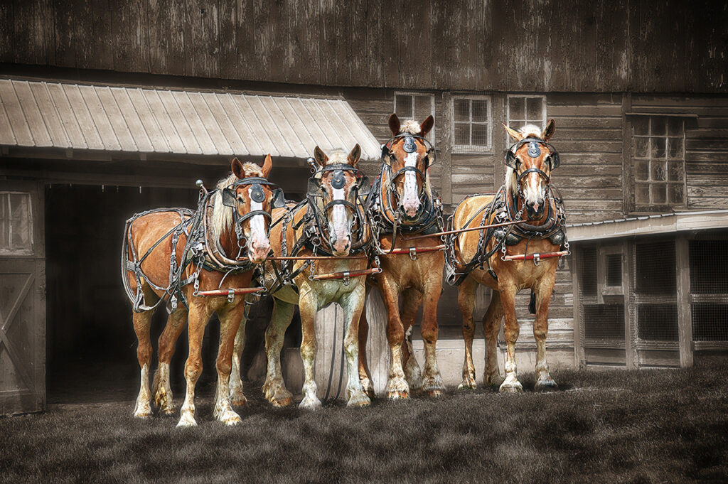 Horses ready for work. Baltic, Ohio, USA. Photo by Dick Pratt.
