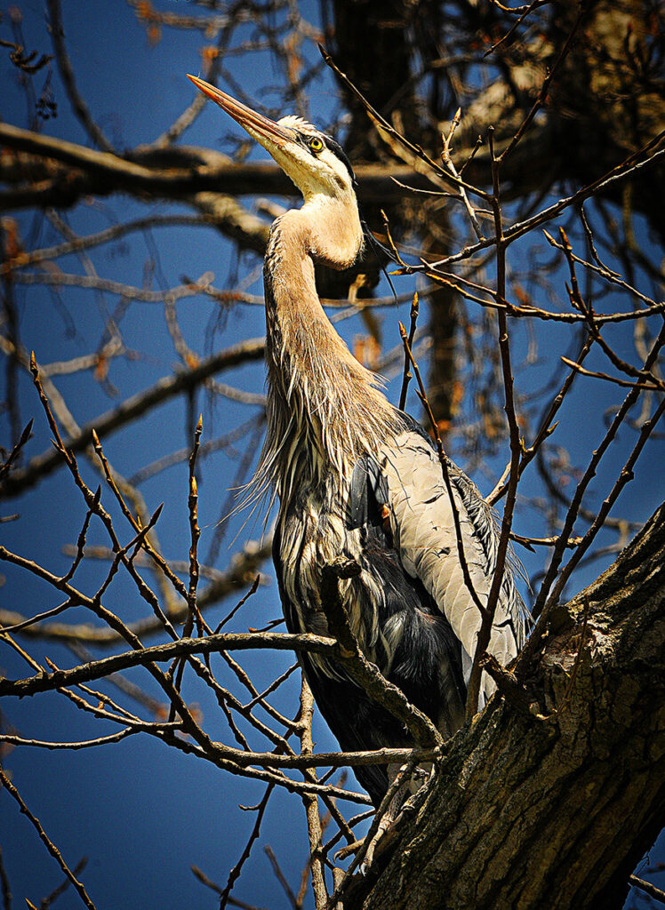 A heron on the lookout. Akron, Ohio, USA. Photo by Dick Pratt