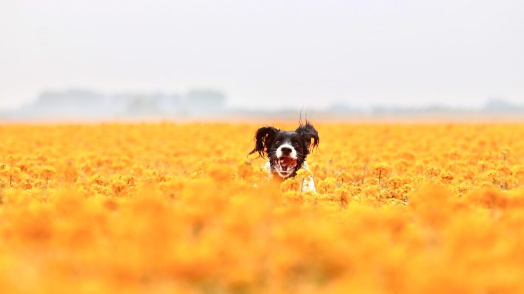 A dog having the time of his life in an orange poppy field. Photo by Rafaëlla Waasdorp