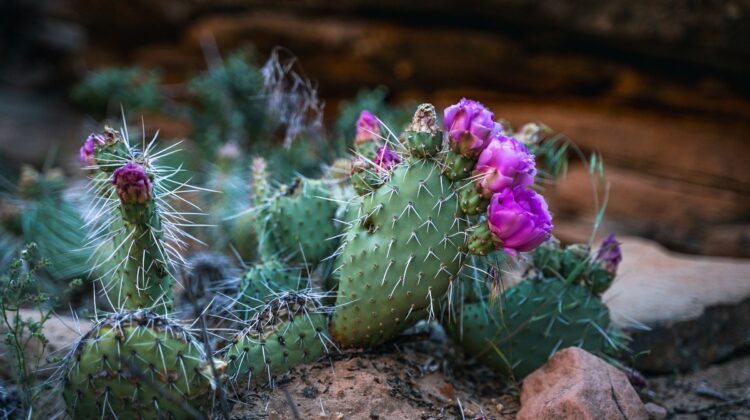 Blooming Cactus. Utah, USA. Photo by Casey Horner