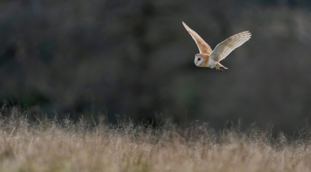 An owl in flight. West Sussex, UK. Photo by Bob Brewer