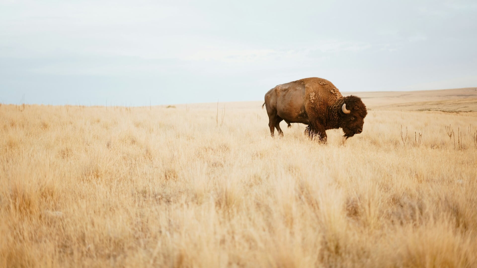 American bison on Antelope Island. Salt Lake City, Utah. Photo by Bryce Olsen