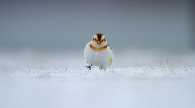 Bird at the beach. Jones Beach, New York, USA. Photo by Matt Bango