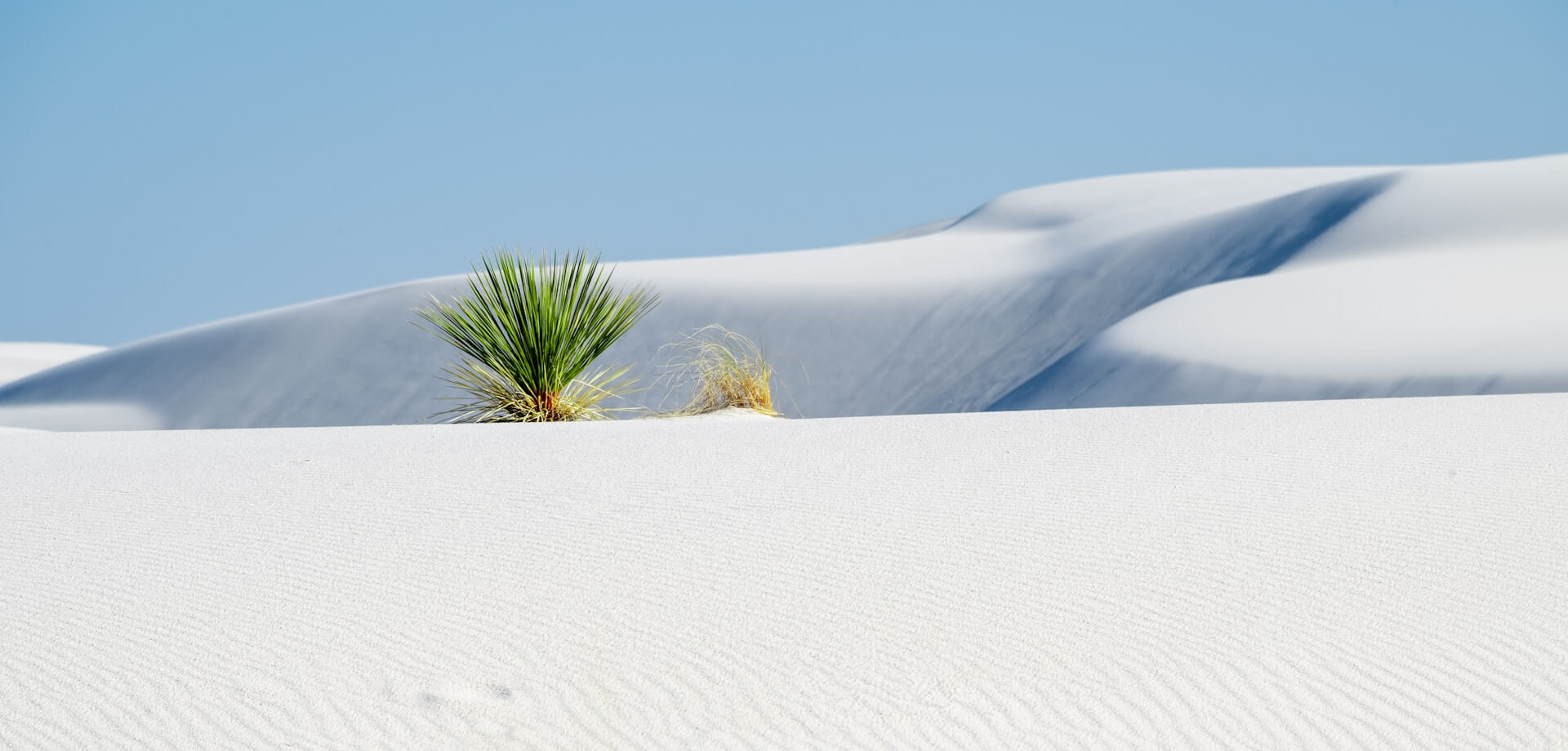 A vibrant yucca plant stands resilient against the pristine white gypsum dunes under a clear blue sky. White Sands National Park, New Mexico, USA. Photo by Joseph Corl