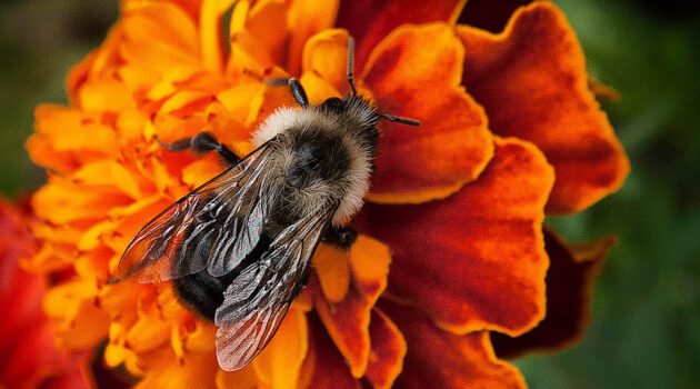 A bee on a flower. Akron, Ohio, USA. Photo by Dick Pratt