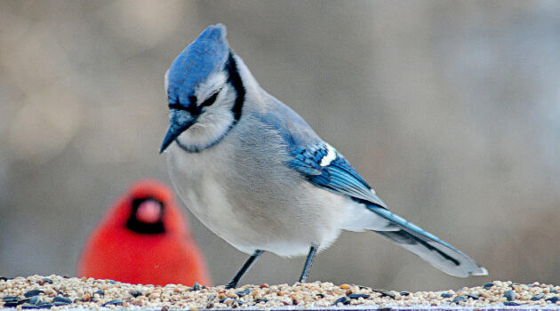 Anxiously awaiting his turn. Akron, Ohio, USA. Photo by Dick Pratt