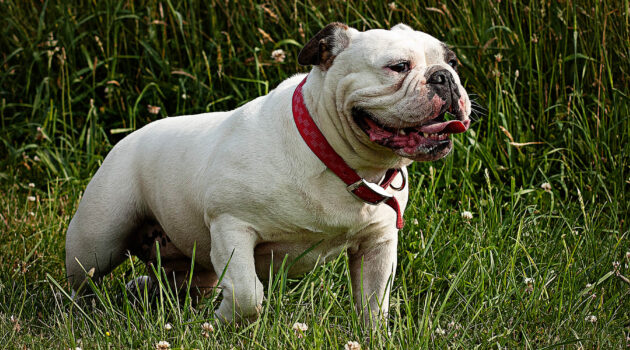 Rosco, the bulldog striking a pose. Wadsworth, Ohio, USA . Photo By Dick Pratt