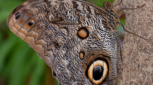 A medium sized brown butterfly. Akron, Ohio, USA Photo By Dick Pratt