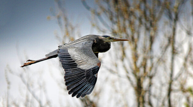 A Blue Heron in flight. Lake Nimisila, Ohio, USA Photo By Dick Pratt