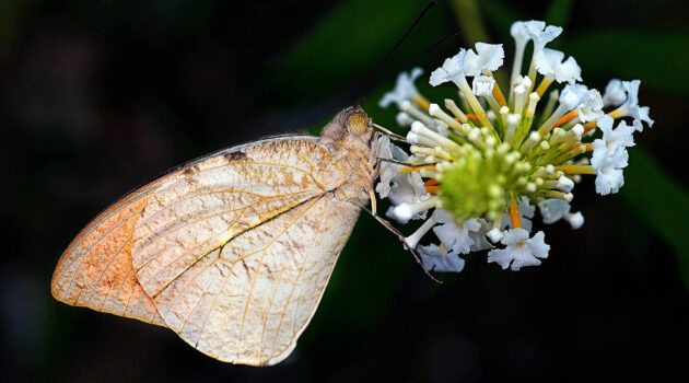 A small, orangish butterfly. Akron, Ohio, USA Photo By Dick Pratt