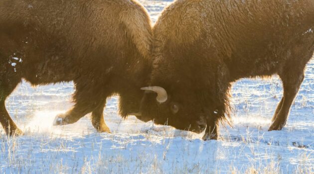 Bison sparring at Rocky Mountain Arsenal National Wildlife Refuge, Commerce City, CO. Photo By Ben Kelsey, Founder & President with We Care Wild.