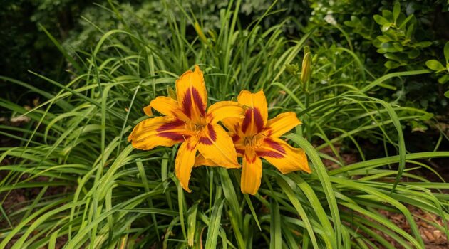 Daylilies. Photo by BGD