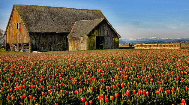 The Tulip Festival in the Skagit Valley, Washington, USA Photo by Dick Pratt