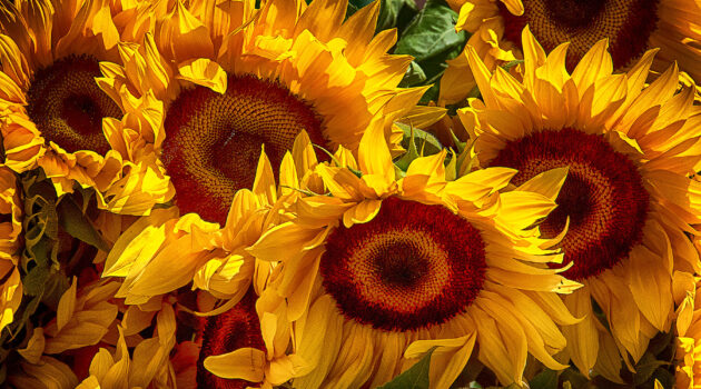Sunflowers galore. Canton, Ohio, USA Photo by Dick Pratt