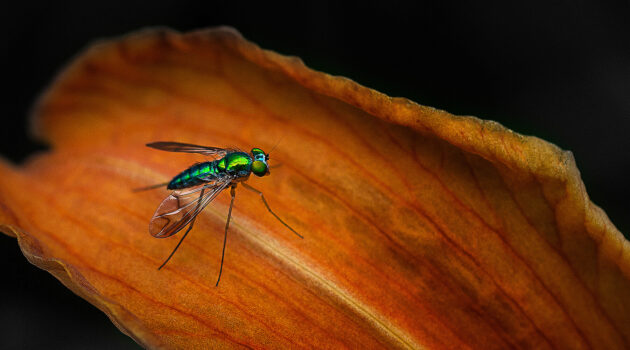 A metallic green fly on a daylily petal. Akron, Ohio, USA Photo by Dick Pratt