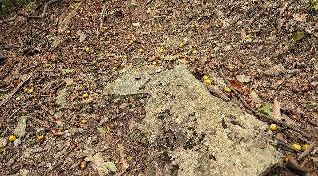 Acorns. Mast year for Oak Trees, Boone, NC. Photo by BGD