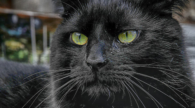 A cat named Buddy. Akron, Ohio, USA Photo by Dick Pratt