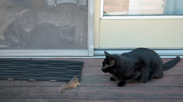 Can you identify the one that first attacked you Akron, Ohio, USA Photo by Dick Pratt