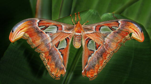 A beautiful Atlas Moth. Akron, Ohio, USA Photo by Dick Pratt