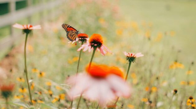 Photo by Aaron Burden