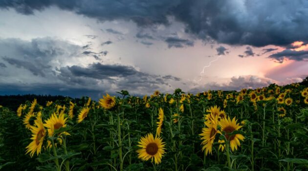 Sunflowers in Switzerland. Photo by Philipp Düsel
