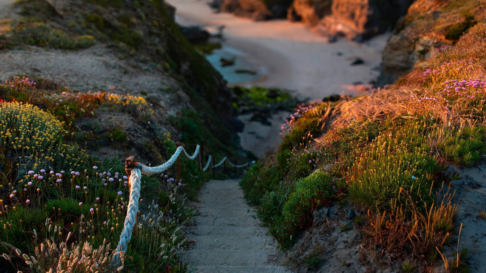 A flower lined path to a beach. Photo by Yousef Espanioly