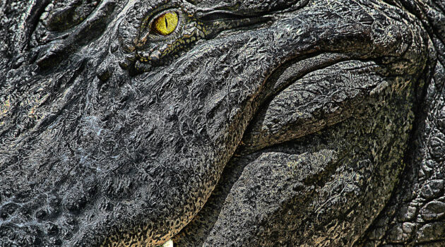 A really close picture of a smiling alligator. Somewhere in Florida, USA. Photo by Dick Pratt