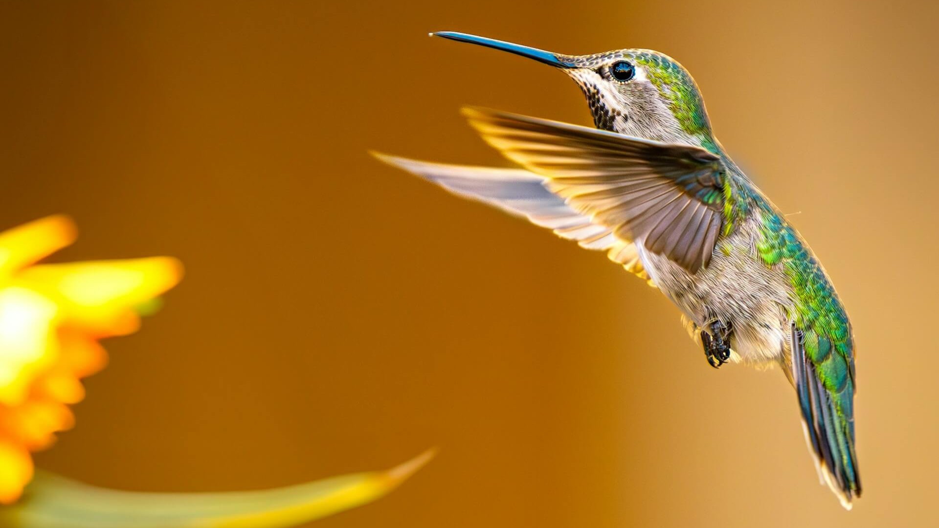 A red ruby hummingbird. Photo by Christian Rodriguez