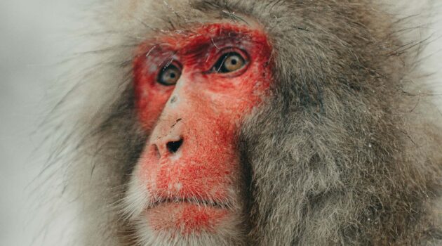 A Japanese macaque, also known as a snow monkey. Nagano, Prefettura di Nagano, Giappone. Photo by Sir. Simo