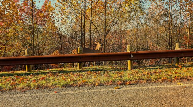 A buck standing by a road in the Blue Ridge Mountains. Photo by BGD